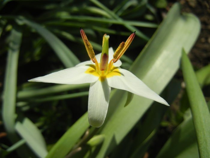 Tulipa Turkestanica (2014, March 30)