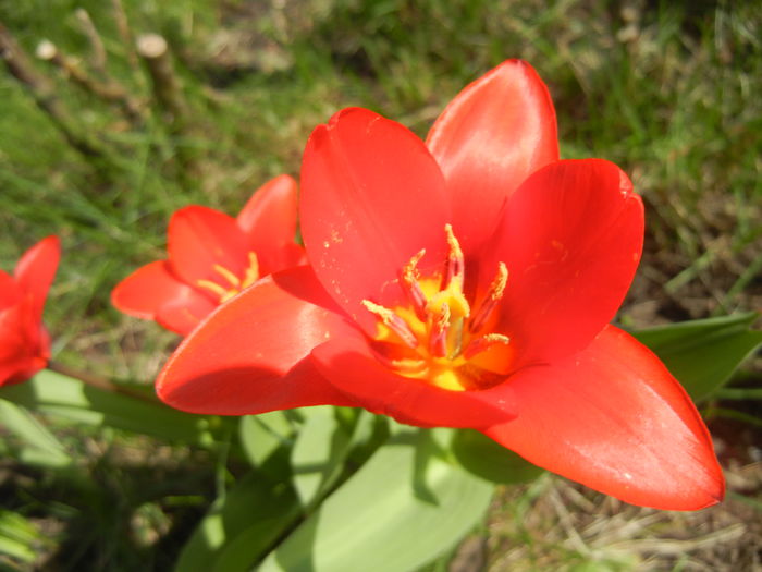 Tulipa Showwinner (2015, March 30)