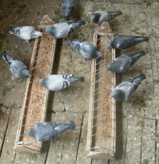 APDC2746 - 2015-Lot Zbor