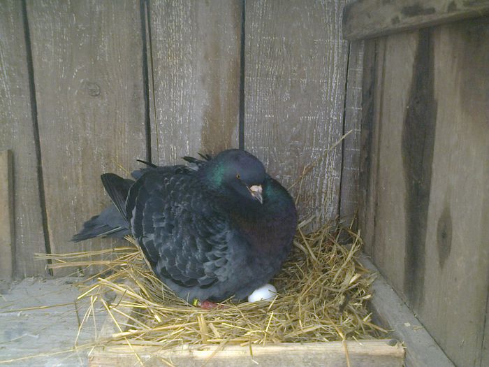 Imag 013516 - Kingi