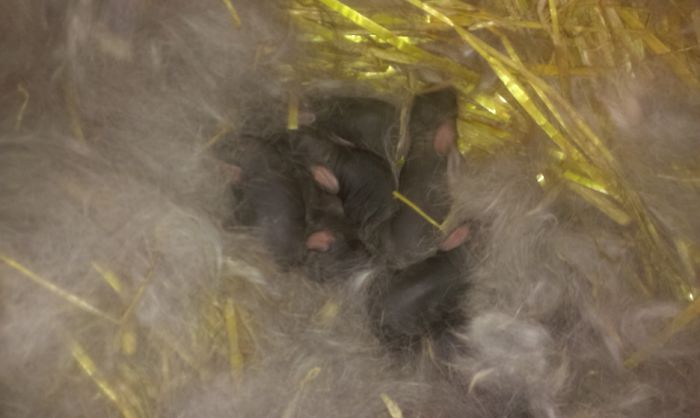 Cuib M1 si F2 1 zi - Cuib UGG 30-03-2015