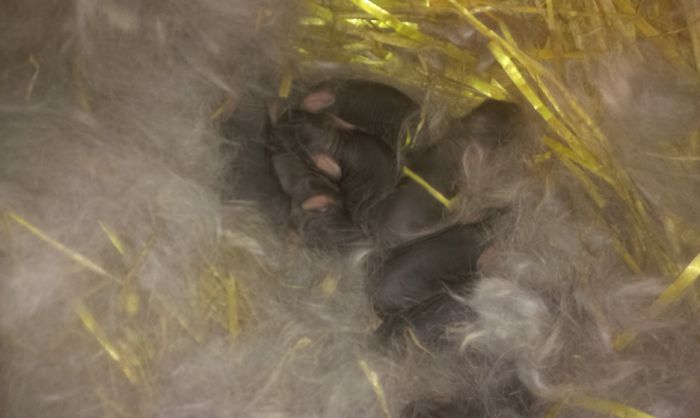 Cuib M1 si F2 1 zi - Cuib UGG 30-03-2015