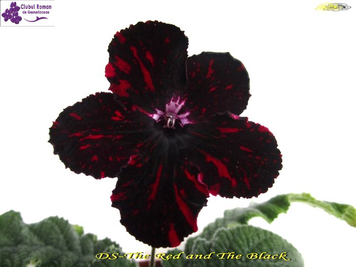 DS-The Red and The Black (31-03-2015) - Streptocarpusi 2015