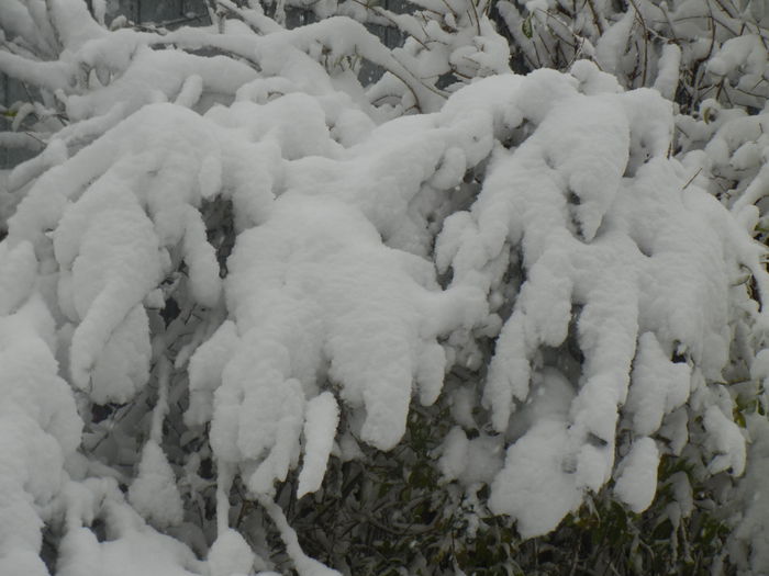 2014, December 29 - 12 Garden in December