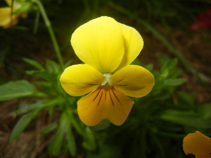 Yellow Pansy (2014, June 07) - 06 Garden in June