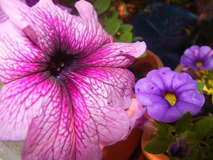 Petunia & Calibrachoa (2014, June 09) - 06 Garden in June