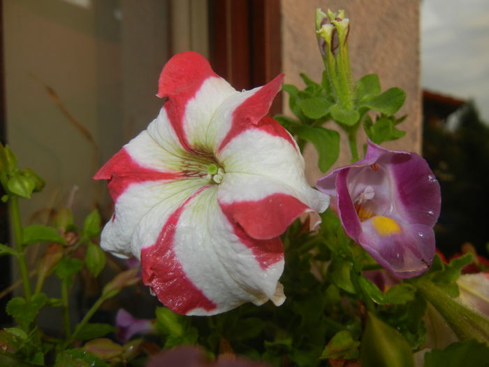 Petunia & Torenia (2014, July 29) - 07 Garden in July