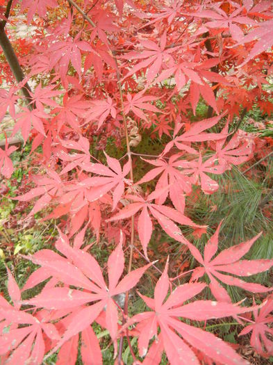 Acer palmatum Bloodgood (2014, Nov.09) - 11 Garden in November