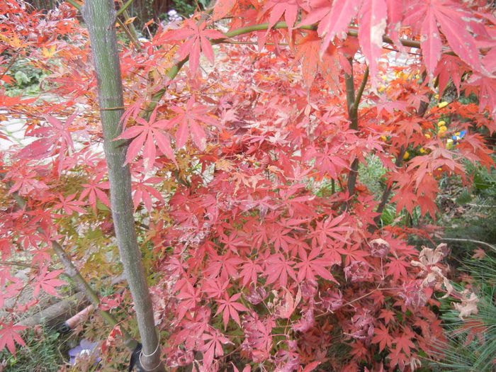 Acer palmatum Bloodgood (2014, Nov.09) - 11 Garden in November