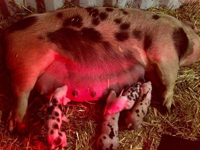 TOPIGS INSEMINATA ARTIFICIAL CU PIETRAIN - I-SCROAFE REPRODUCTIE-PIETRAIN DUROC