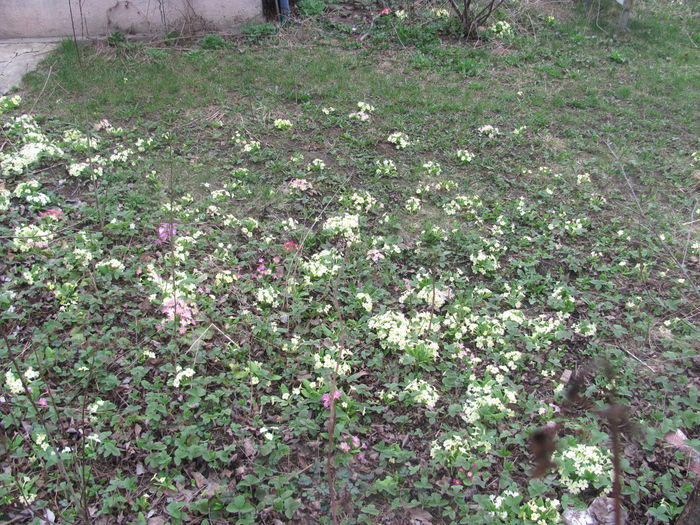 IMG_0344; in gradina vecinului:(
