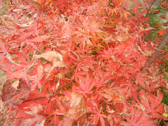 Acer palmatum Bloodgood (2014, Nov.09)