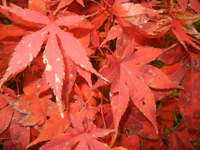 Acer palmatum Bloodgood (2014, Nov.09)