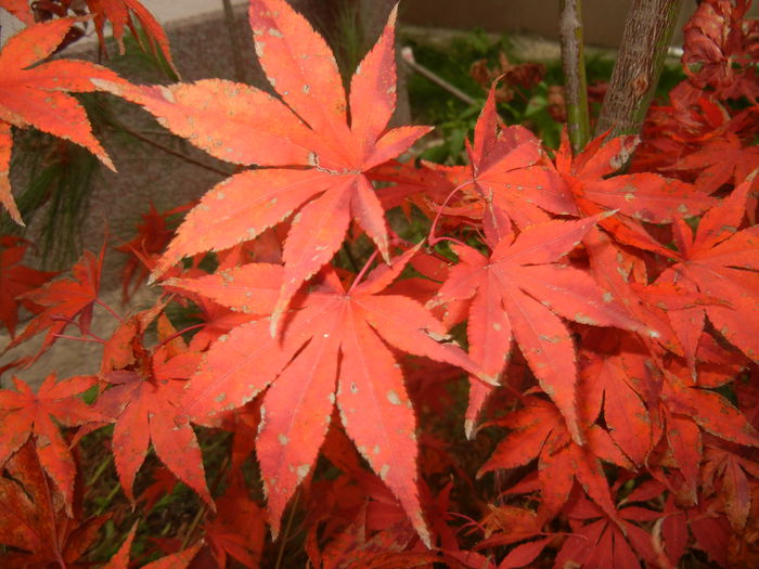 Acer palmatum Bloodgood (2014, Nov.09)