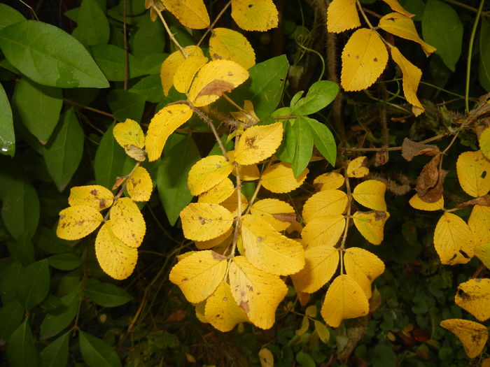 Rosa Rugosa (2014, November 09)