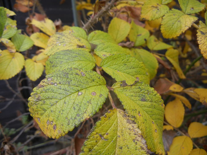 Rosa Rugosa (2014, November 09)