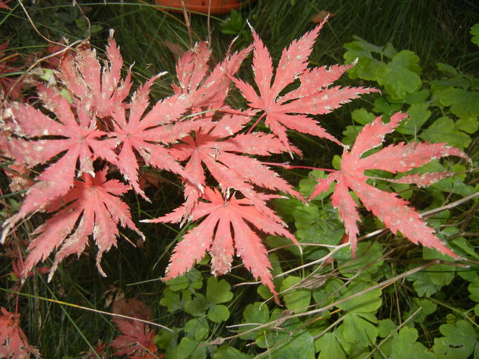 Autumn Colors (2014, November 09)