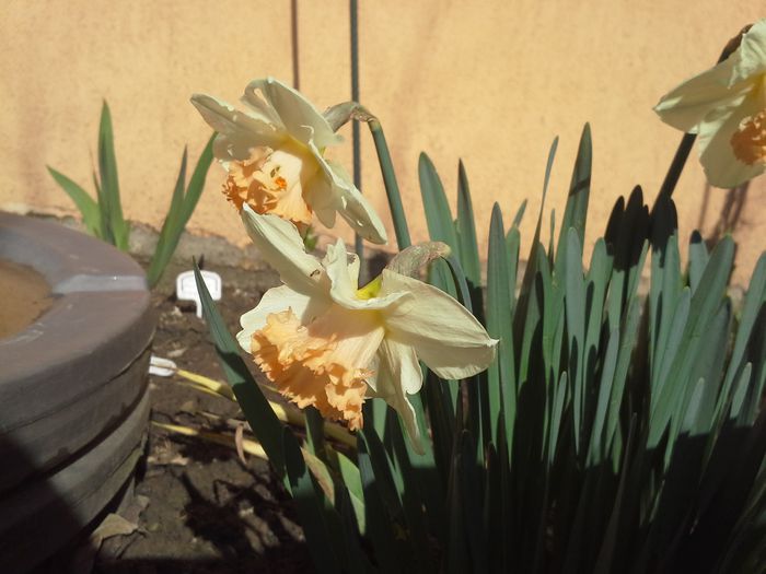 20150331_103121; narcise
