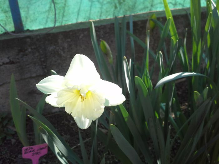 20150331_103319; narcisa
