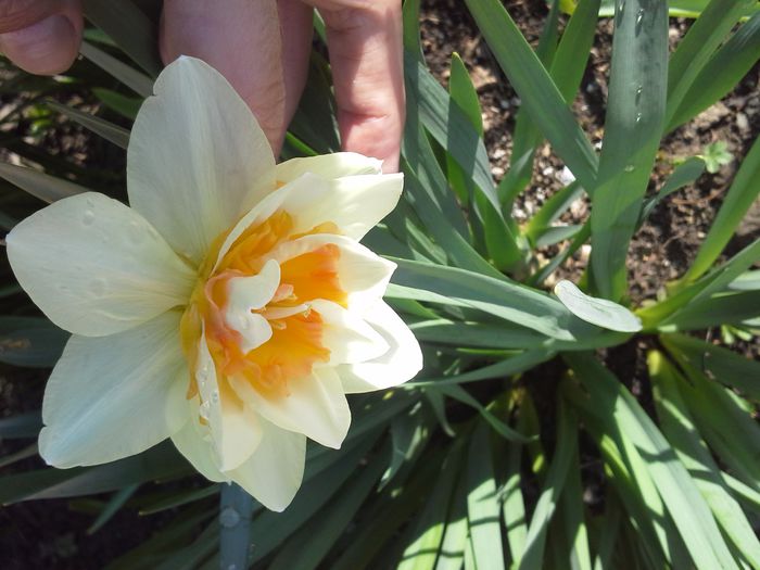 20150331_103354; narcisa
