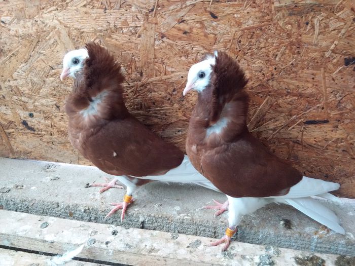 pereche 2015 pamfilovidiu  Suceava