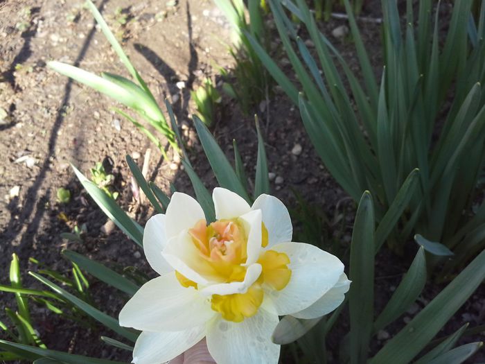 20150331_103542; narcisa
