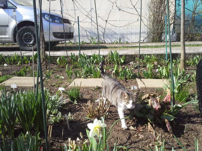 20150331_103626; ajutor nelipsit in gradina
