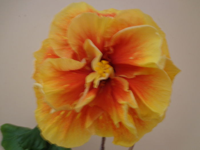 DSC05391