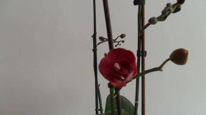 SAM_2583 - phalaenopsis