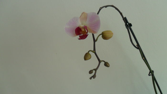 SAM_2584 - phalaenopsis