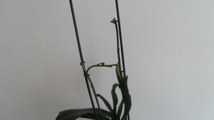 SAM_2588 - phalaenopsis