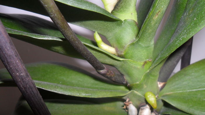 SAM_2589 - phalaenopsis