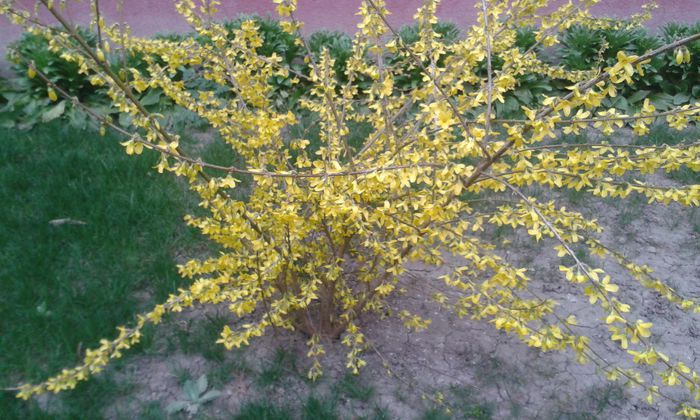 070; Forsythia
