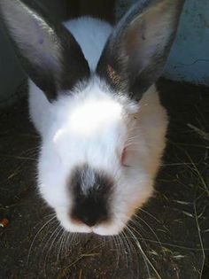 22521_1111889362170473_4103640535129710225_n