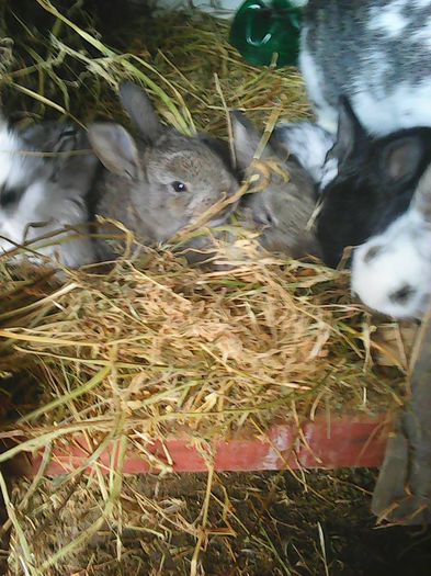 10995411_1086728528019890_3056157030314731498_n