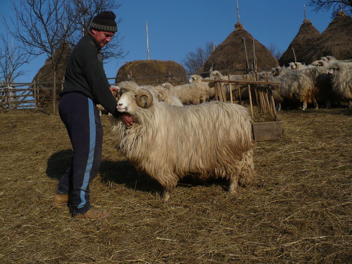 P1030617 - Turcane de Alba - Bale de Sugag