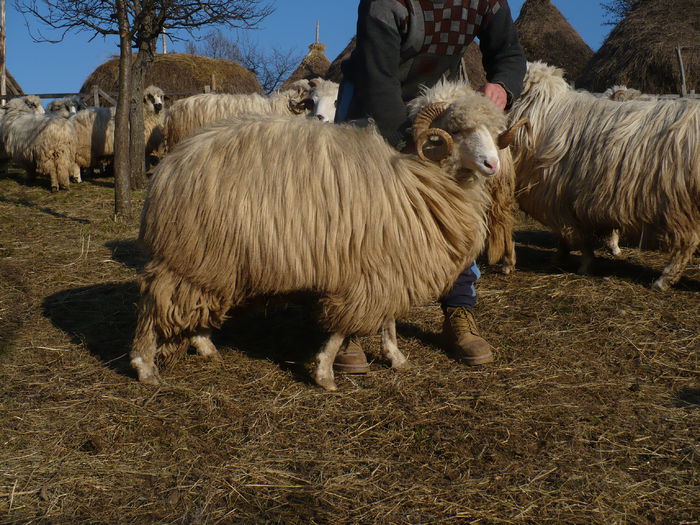 P1030620 - Turcane de Alba - Bale de Sugag