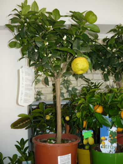pursha lemon -lamai pulpa dulce - Pomi citrici 2015
