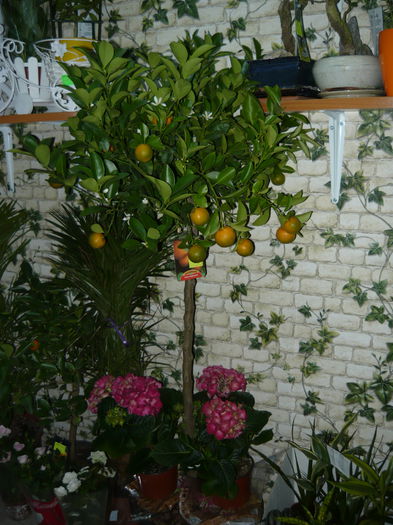 clementini 160cm 350ron - Pomi citrici 2015