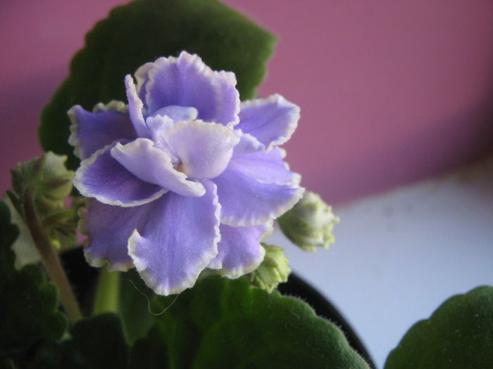 Picture My plants 2542