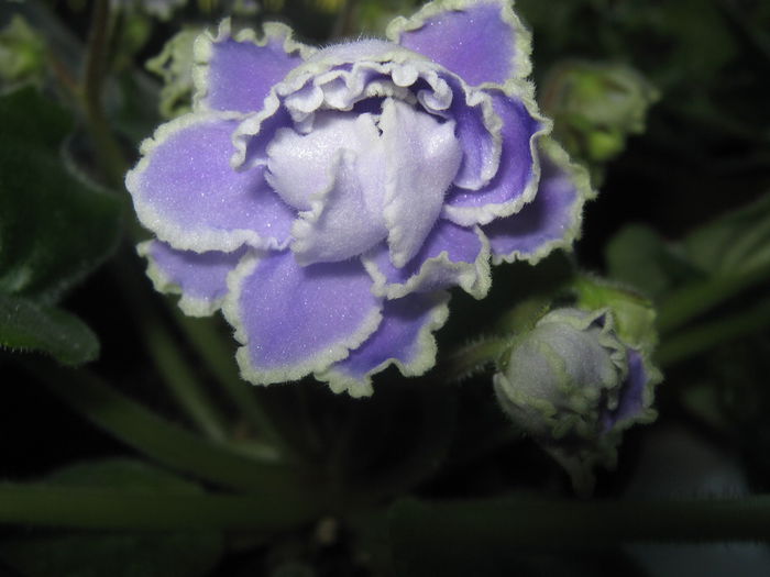 Picture My plants 2543