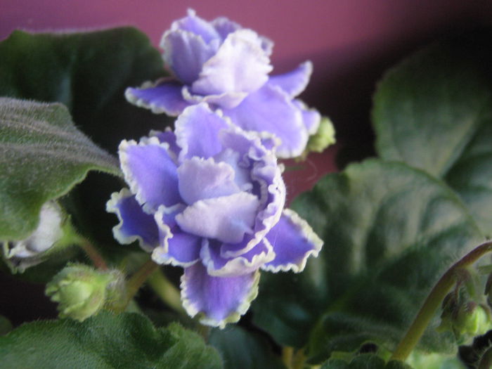 Picture My plants 2551