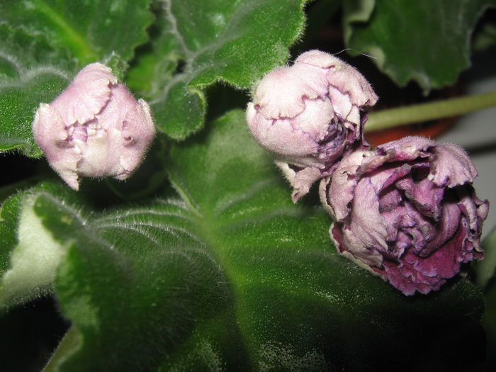 Picture My plants 2546