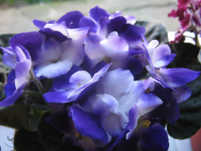 Picture My plants 2552
