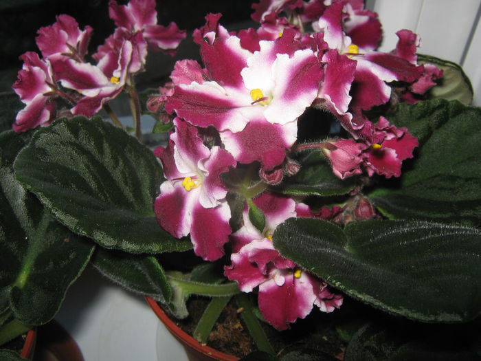 Picture My plants 2553