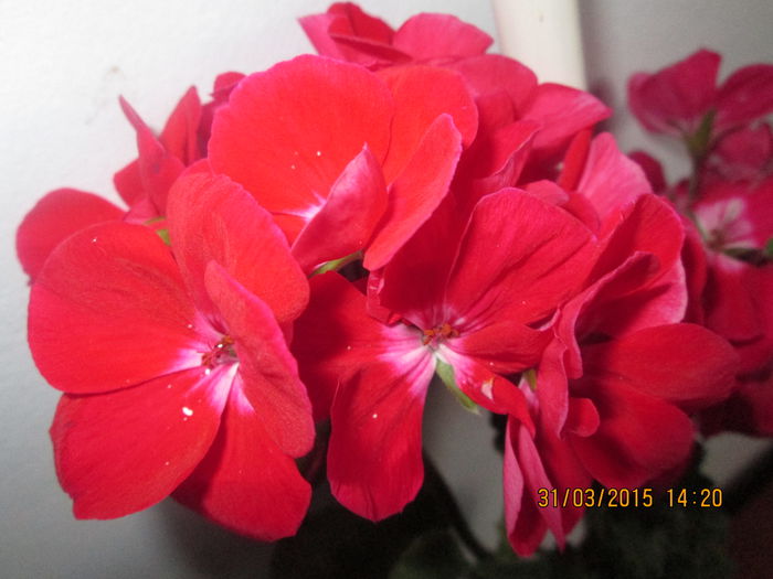 IMG_1232 - Florile mele martie 2015