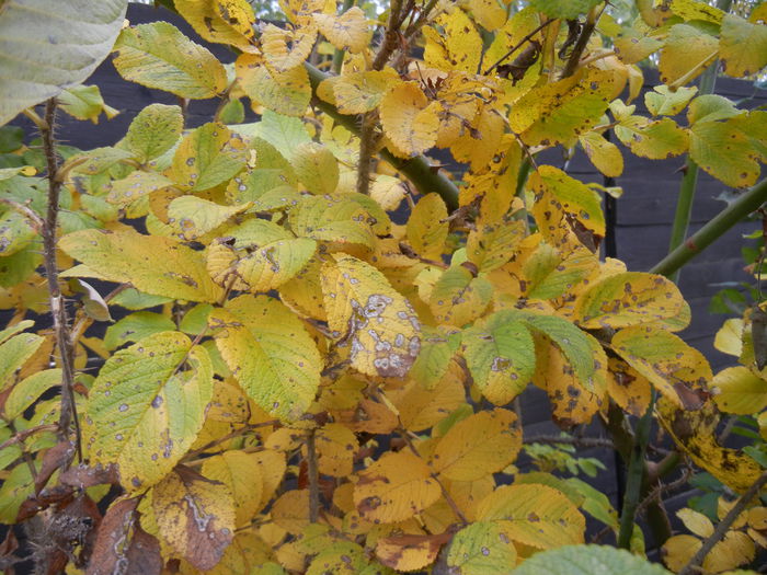 Rosa Rugosa (2014, November 09)