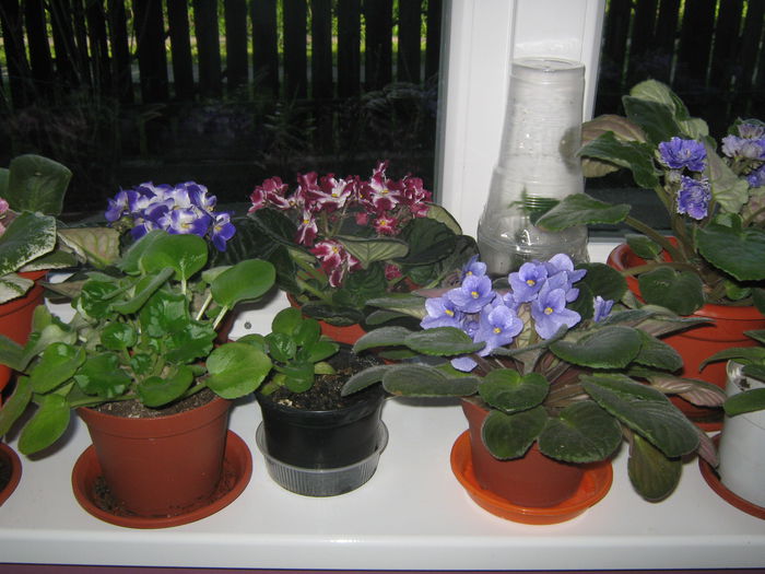 Picture My plants 2555