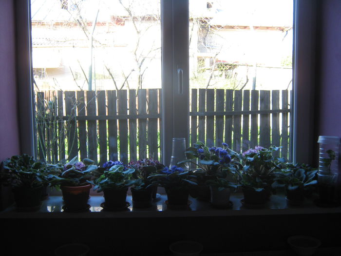 Picture My plants 2557