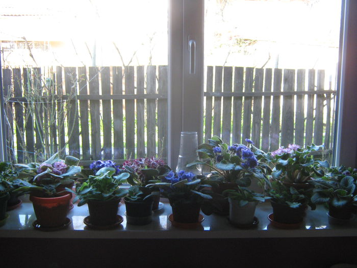 Picture My plants 2558
